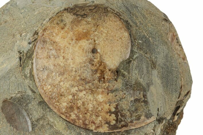1.6" Cretaceous Fossil Ammonite (Sphenodiscus) - South Dakota